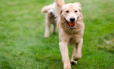 dog.png