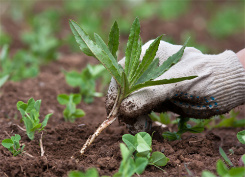 Free Green Waste Month.png