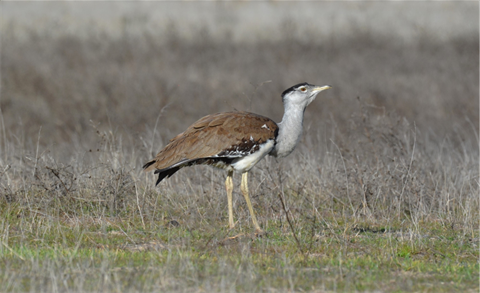 Australian_Bustard.png