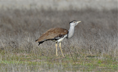 Australian_Bustard.png
