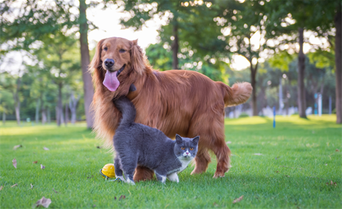Cat and Dog.png