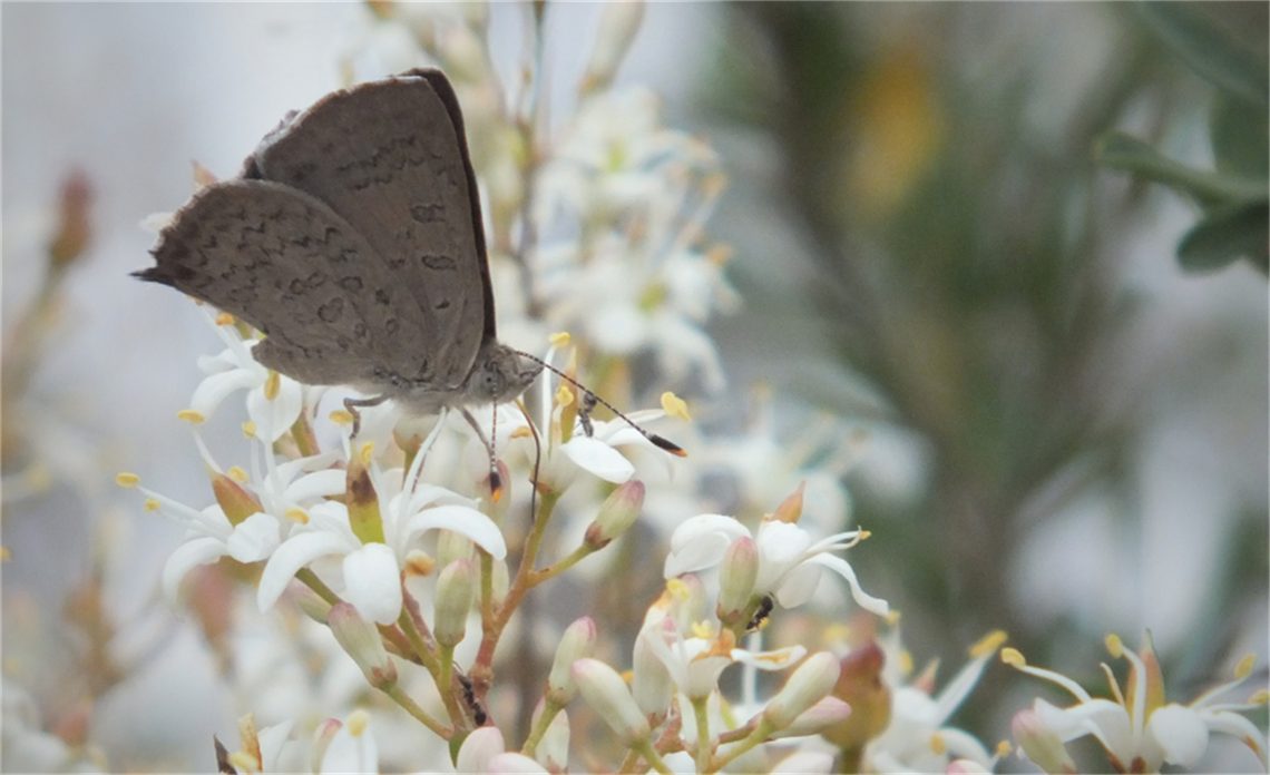 Eltham Copper Butterfly.jpg