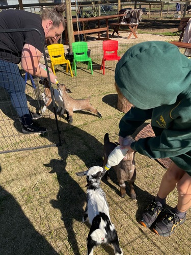 Tiny Goats and Co