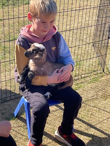 Tiny Goats and Co