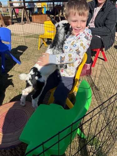 Tiny Goats and Co