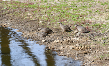 Brown_Quail.png
