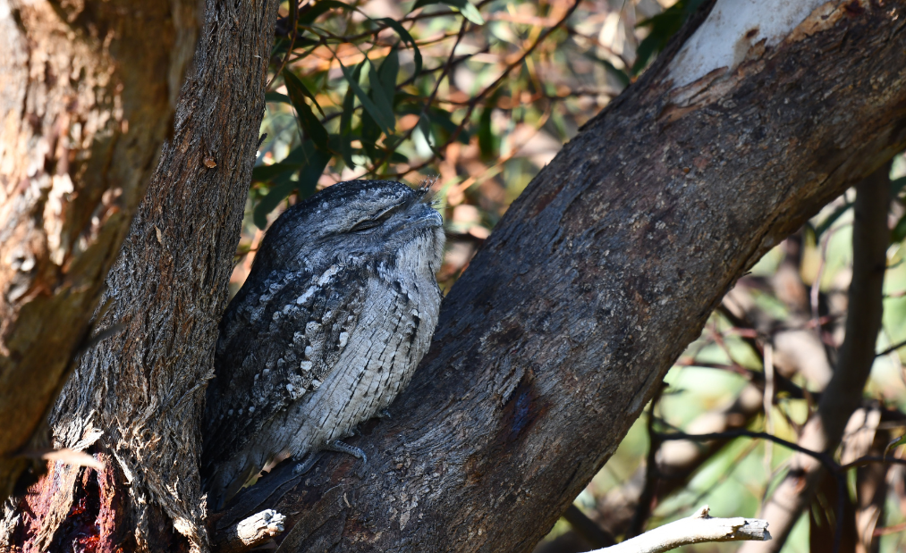 Tawny_Frogmouth_Relaxed.png
