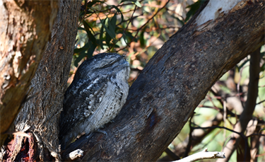 Tawny_Frogmouth.png