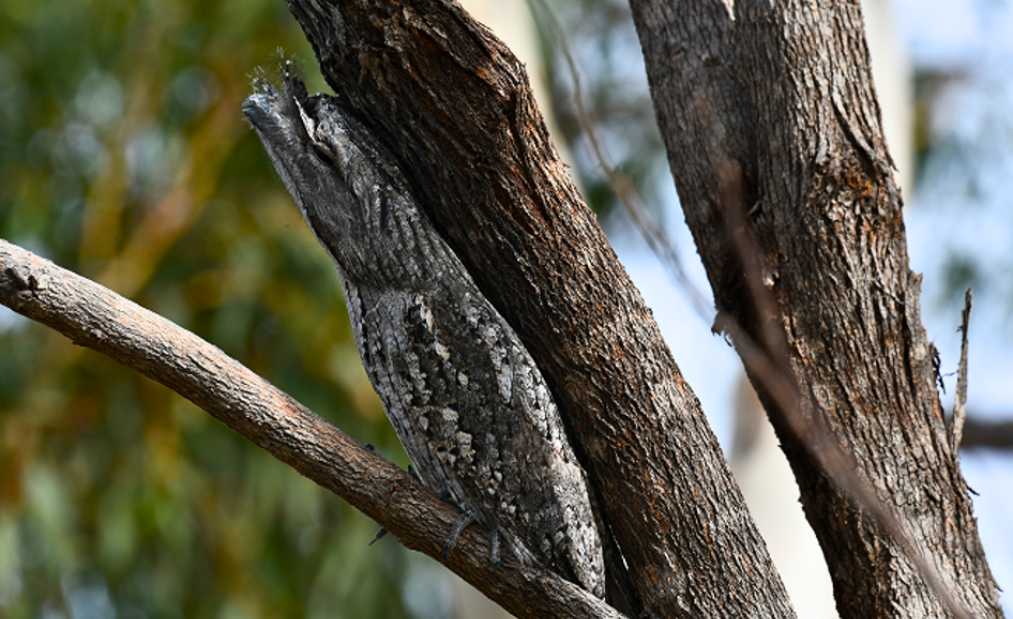Tawny_Frogmouth.png