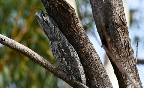 Tawny_Frogmouth.png