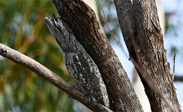 Tawny_Frogmouth.png