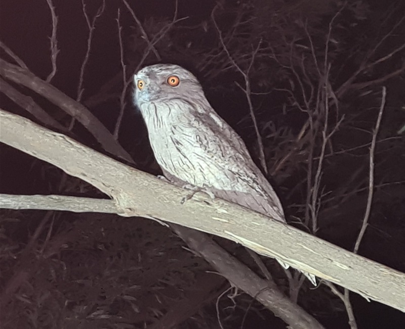 Owlet Nightjar.jpg