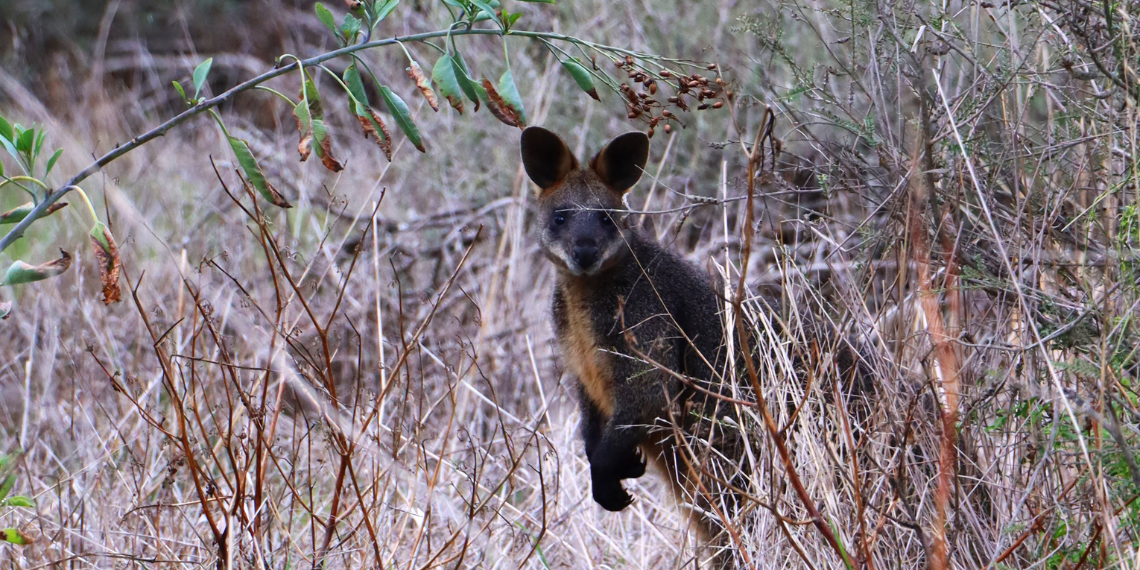 Wallaby along the trail.png