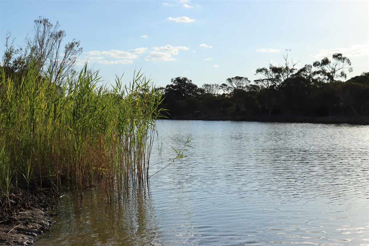 2022_02_12 Jeparit River 7.JPG