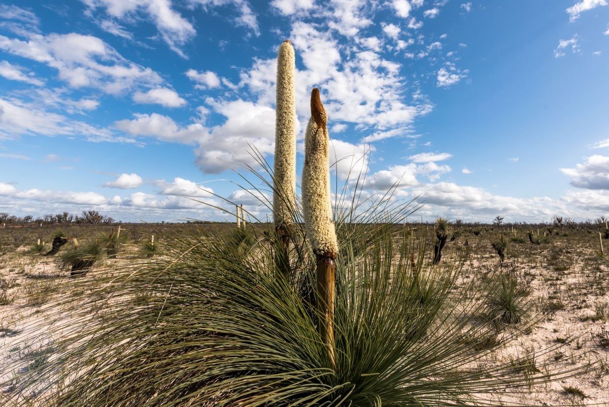 Little Desert Xanthorrhoea.jpg