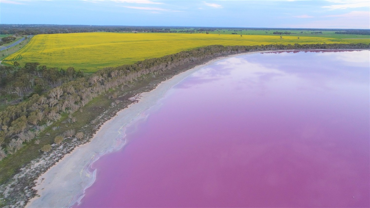 Pink Lake and Canola.jpg